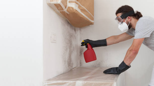 Professional Mold Cleanup technician working in Sea Cliff, NY